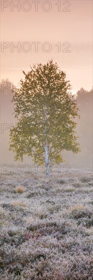 A single birch tree stands in the pastel light of dawn in a moorland covered with heather