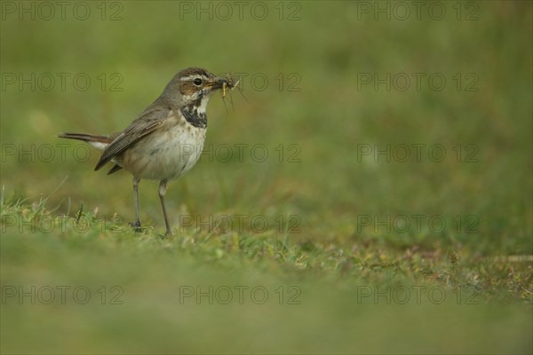 White-starred white-spotted bluethroat