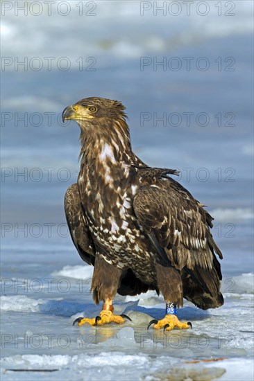 Banded White-tailed sea eagle