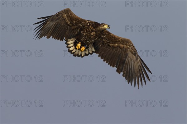 White-tailed Eagle