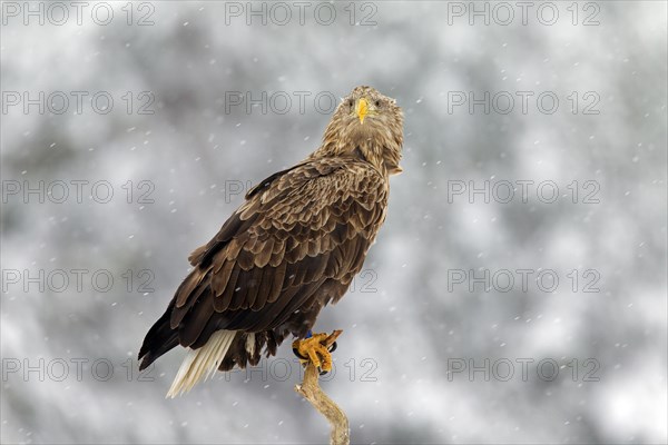 White-tailed Eagle