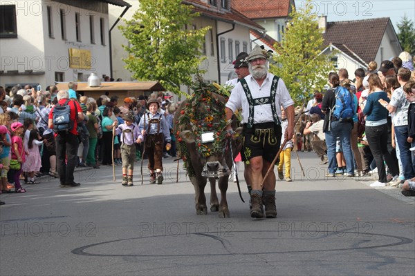 Cattle seperation in Allgaeu