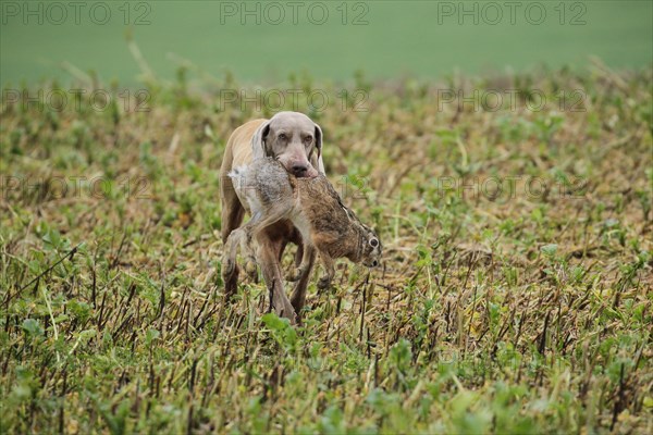 Hunting dog Weimaraner shorthair retrieves hare