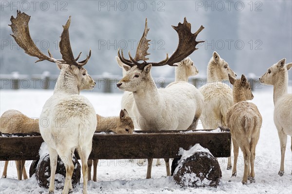 White fallow deer