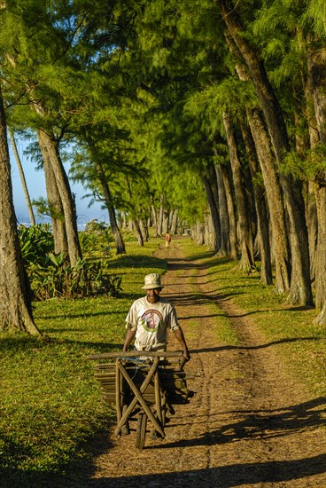 Man walking through the artifical planted tree line