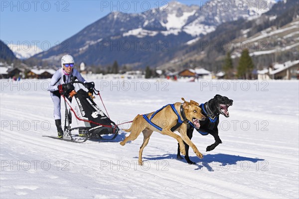 Musher with two European sled dogs