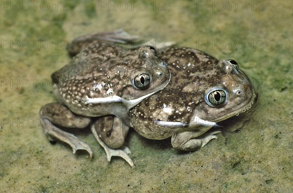 Plains Spadefoot Toads Spawning