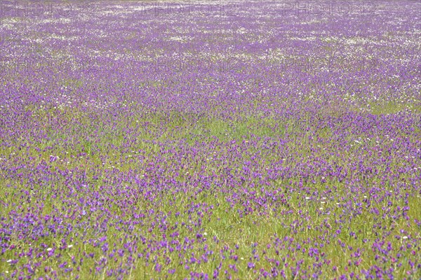 Meadow with purple viper's-bugloss