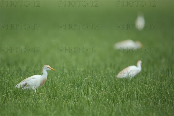 Four cattle egret