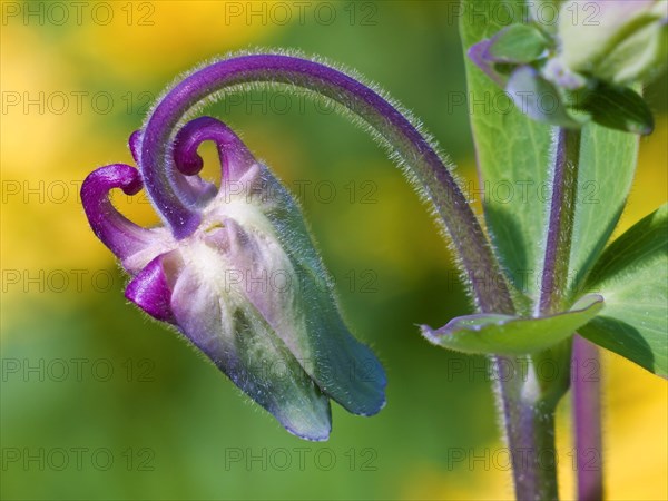 Columbine