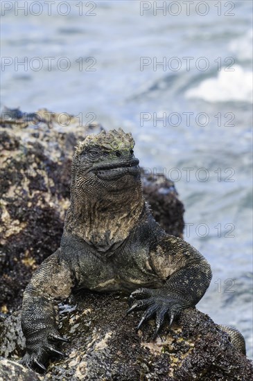 Marine iguana