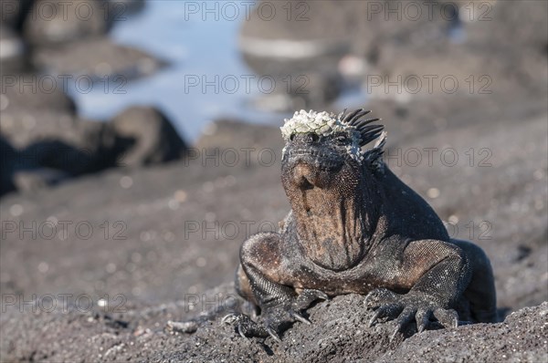 Marine iguana