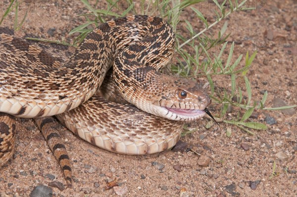 Texas bull snake