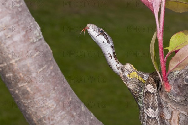 Texas rat snake