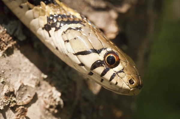 Checkered garter snake