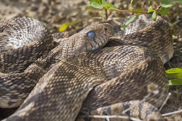 Texas bull snake