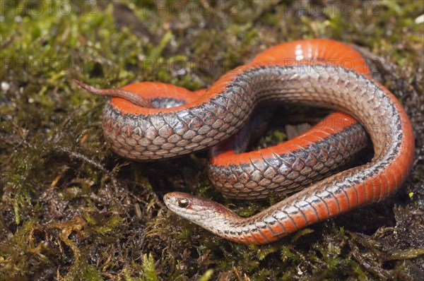 Northern red-bellied snake