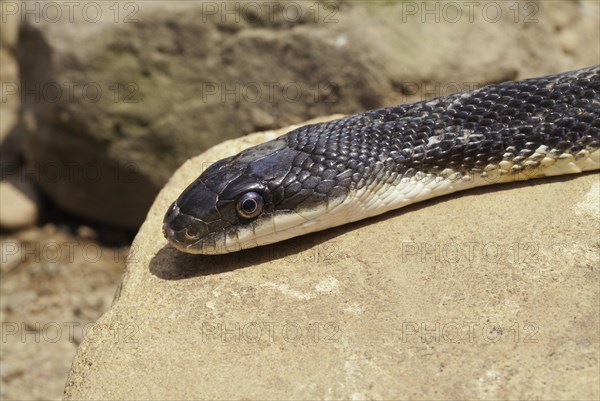 Black rat snake