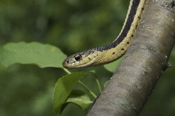 Eastern garter snake