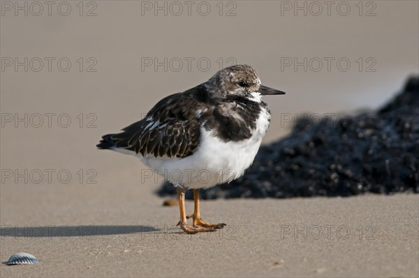 Ruddy Turnstone