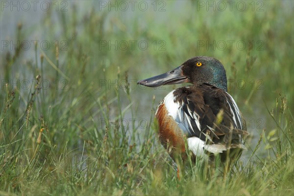 Male northern shoveler