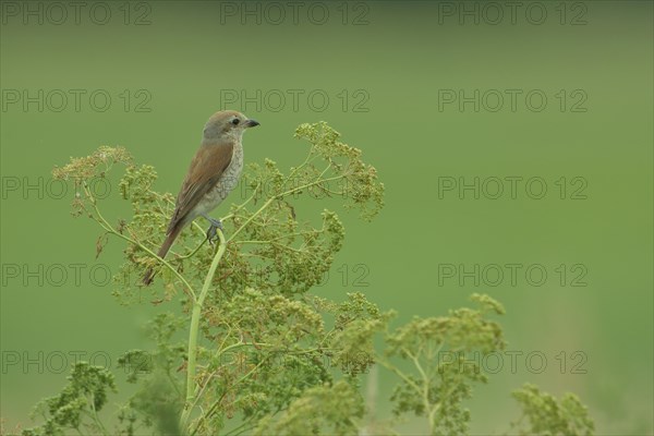Red-backed Shrike