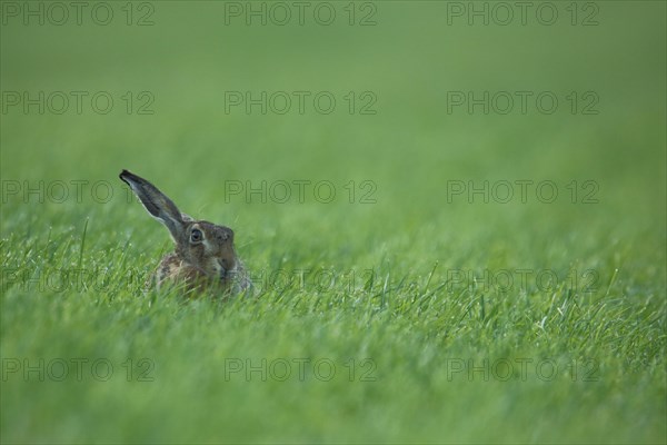 European hare