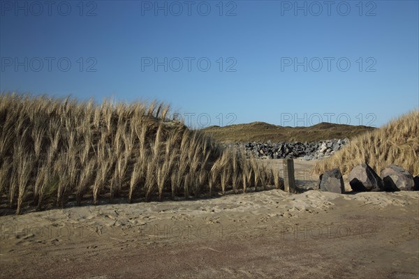 Planting of european marram grasses