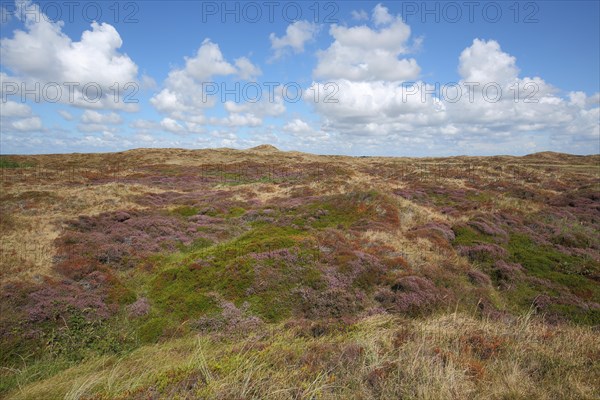 Heathland with dunes