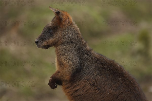 Swamp wallaby