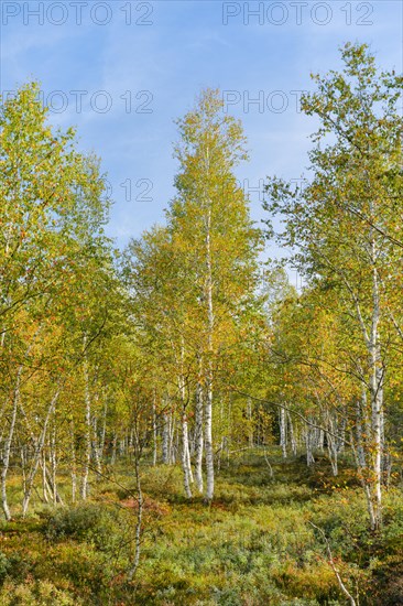 Birch forest in early autumn with sunshine and blue sky