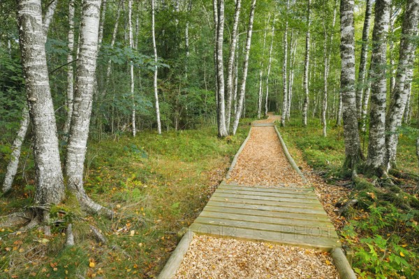 Forest path in the birch forest near Les Ponts-de-Martel in the canton of Neuchatel