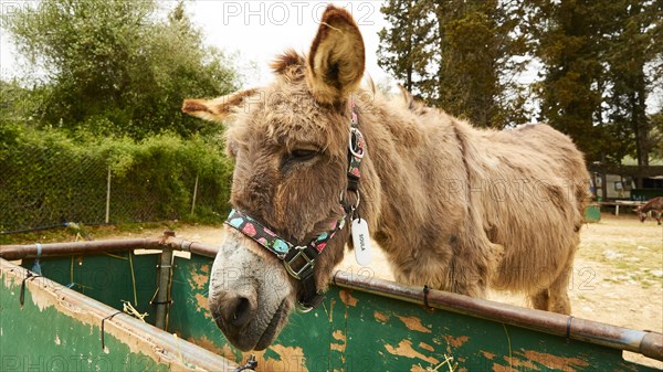 Donkey eats from feeding trough