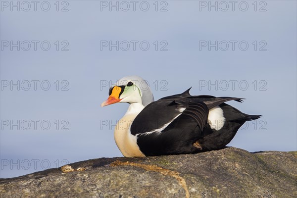 King eider