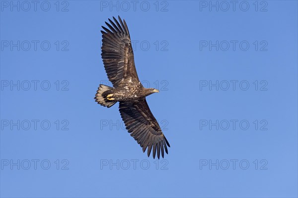 White-tailed eagle