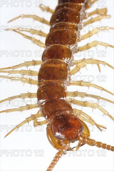 Centipede