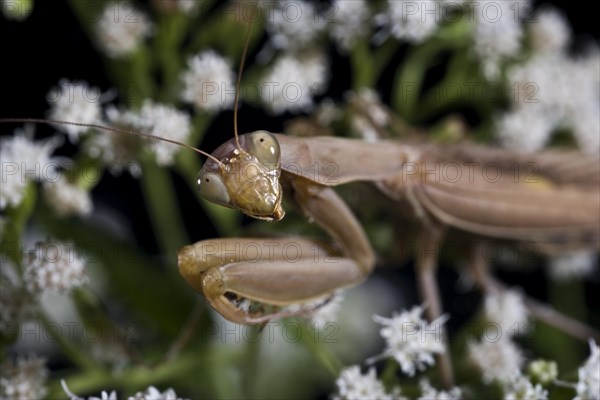 European Mantis