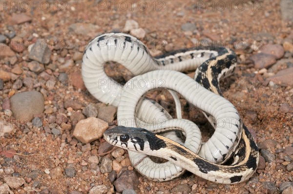 Black-necked garter snake