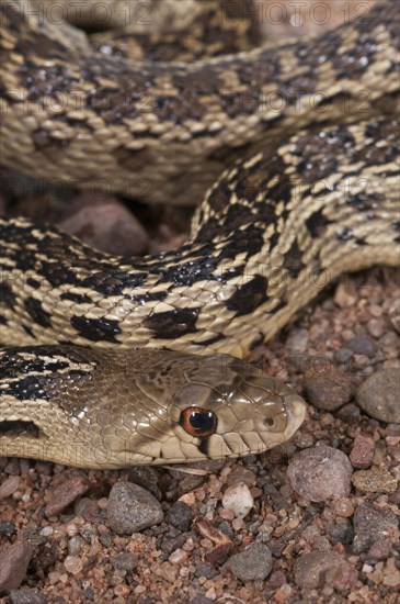 San Diego gopher snake