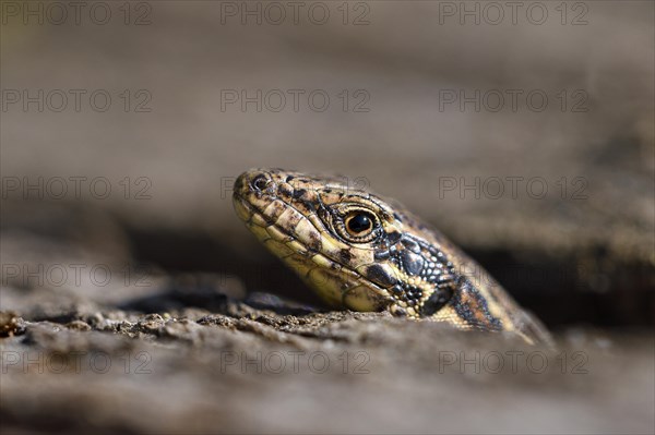 Common wall lizard