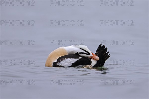 King eider