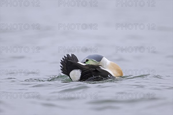 King eider