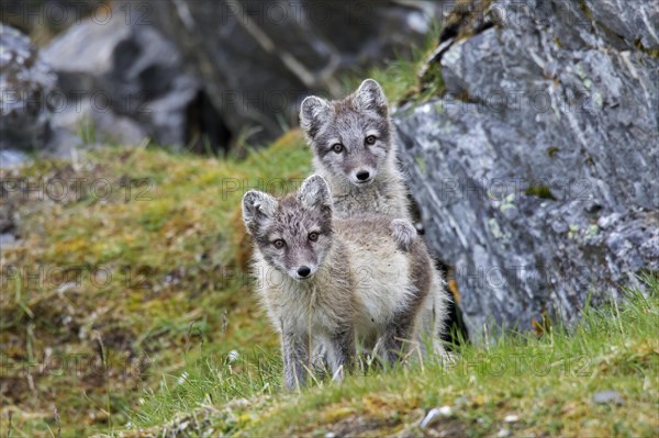 Arctic fox