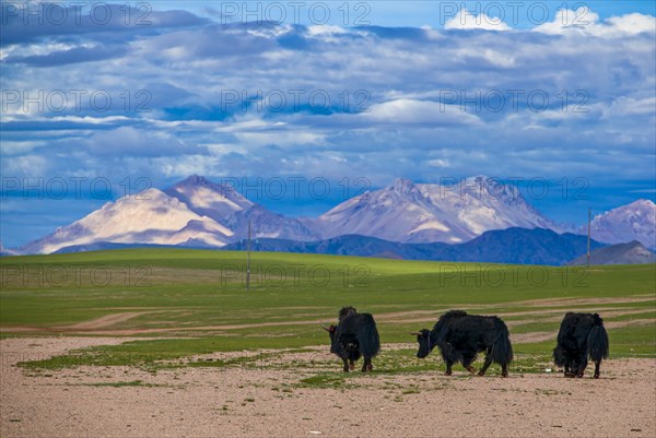 Yaks on a open wide tibetan landscape along the road from Tsochen to Lhasa