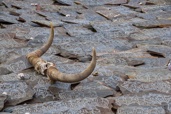 Buffalo horns on stone plates in the town of Tsochen