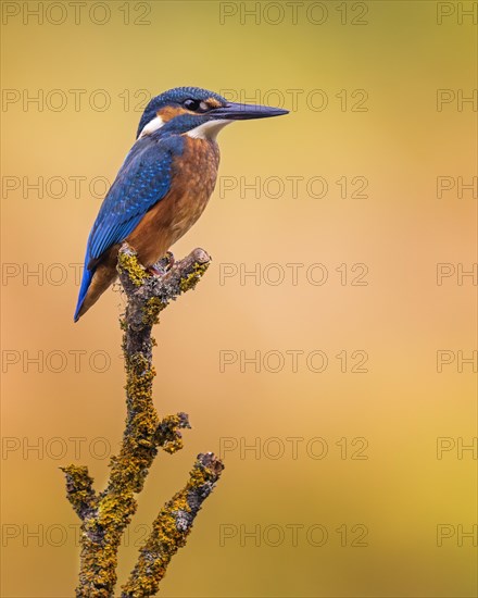 Common kingfisher