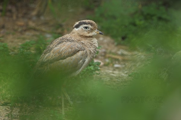 Inca Stone-Curlew