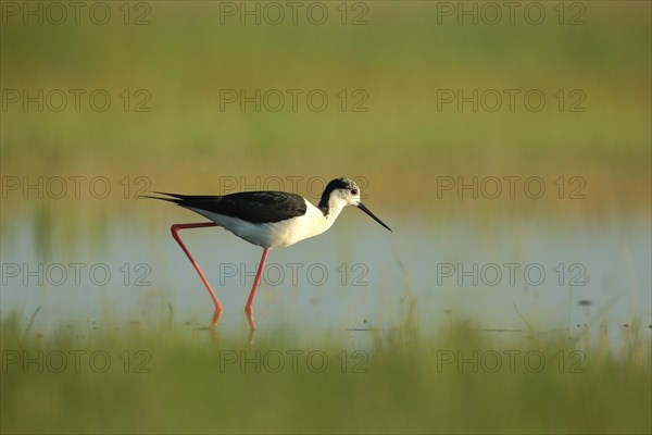 Black-winged Black-winged Stilt