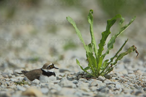 Little Ringed Plover