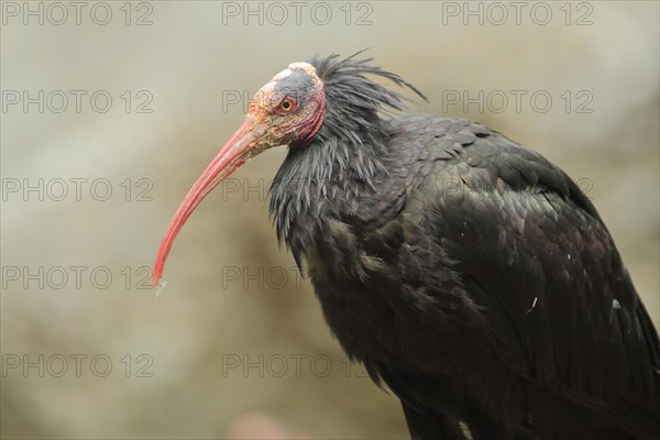 Northern bald ibis